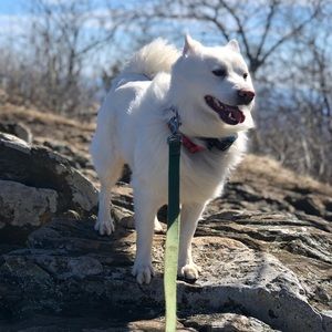 Meet your Posher, Lizzie